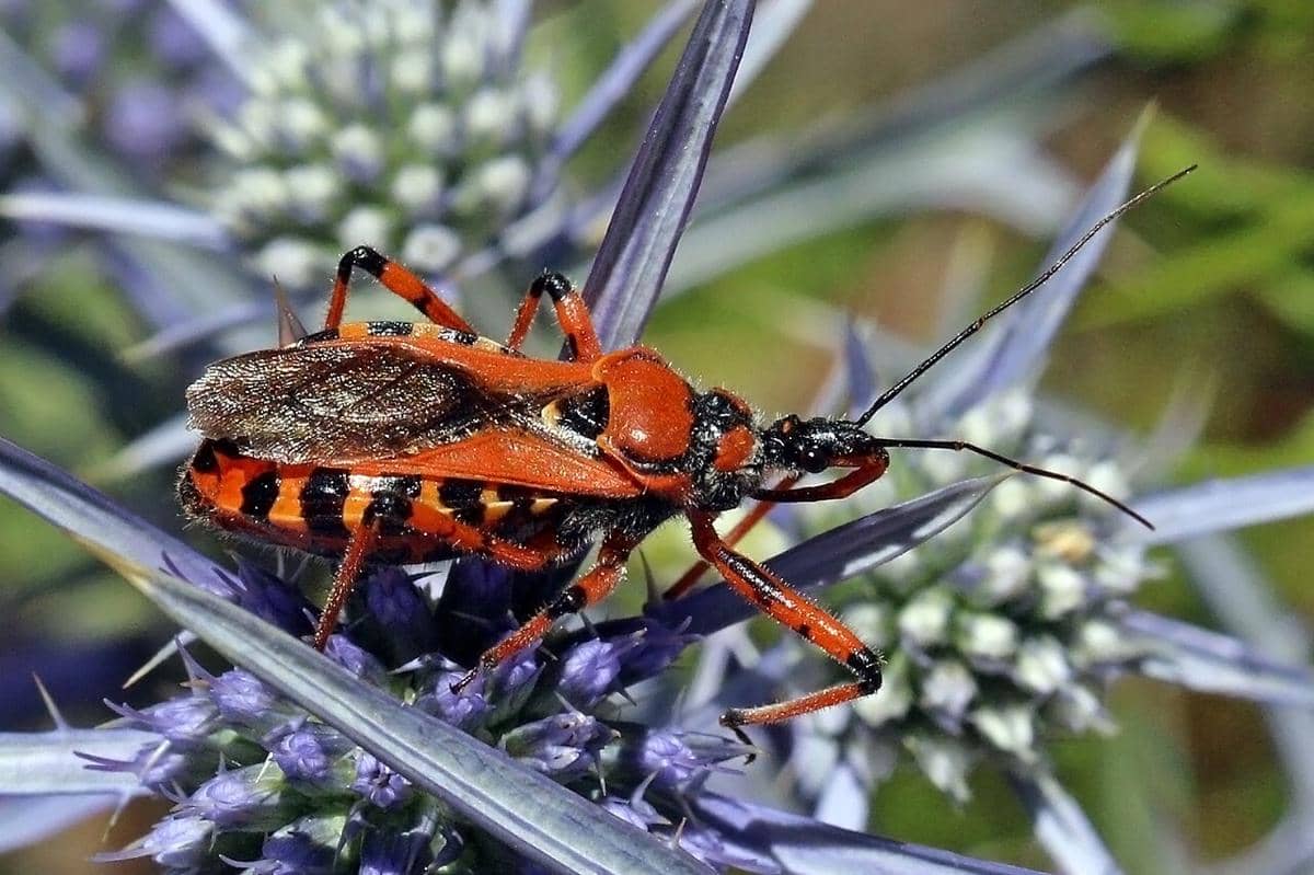 Assassin bug