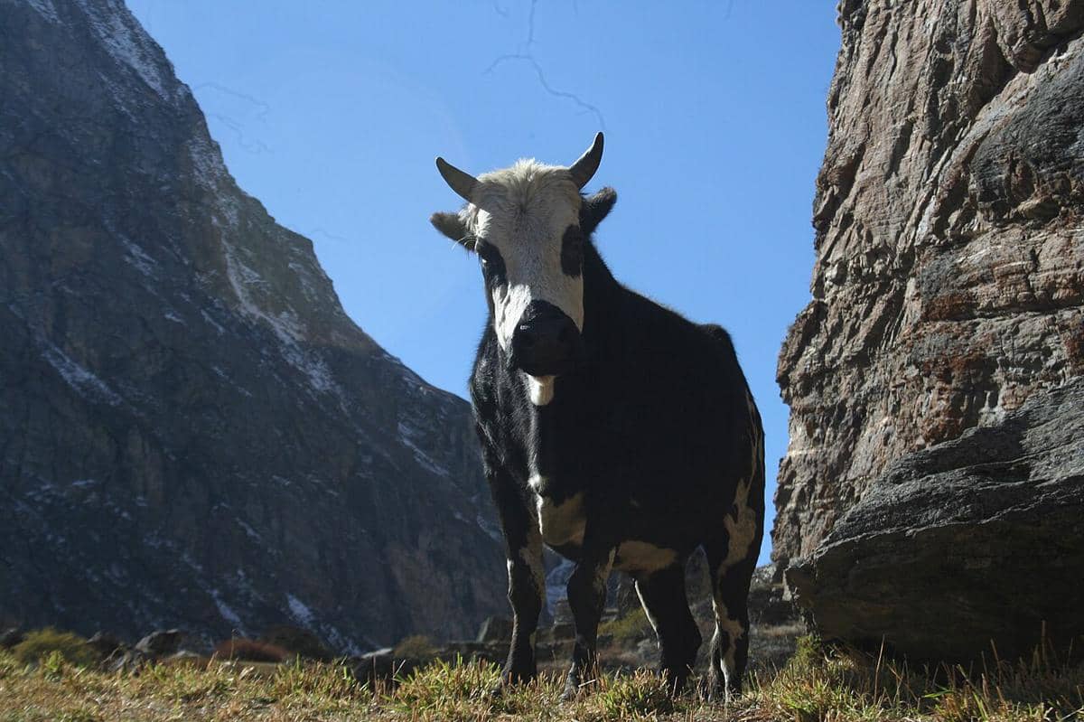 Sapi