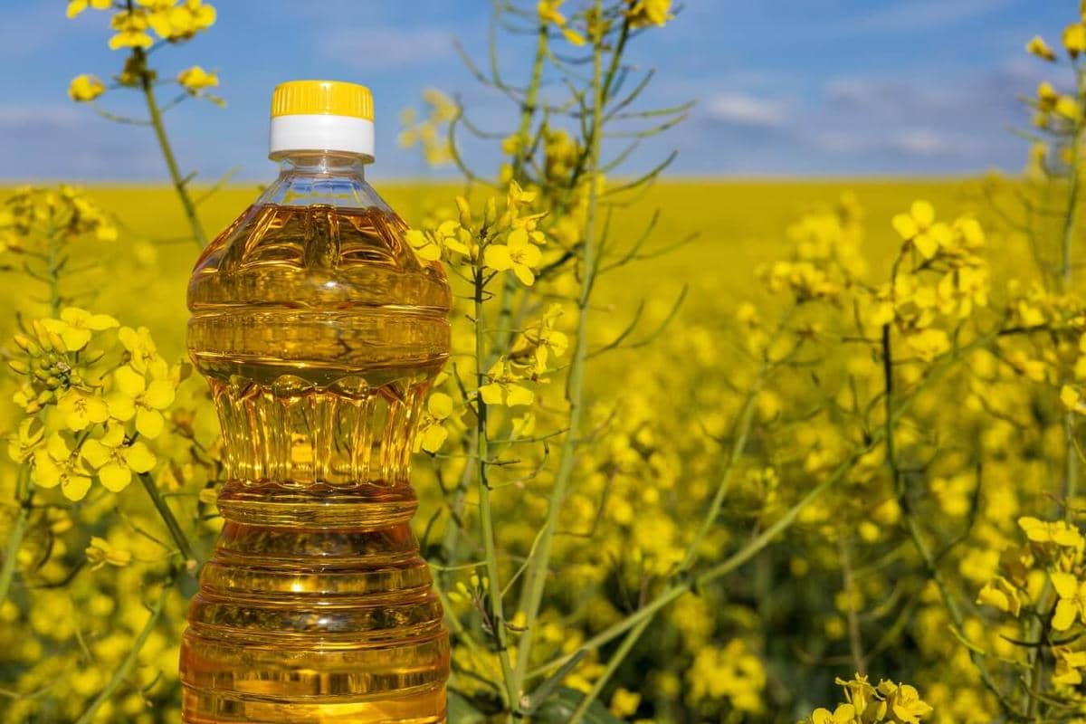 ilustrasi canola oil