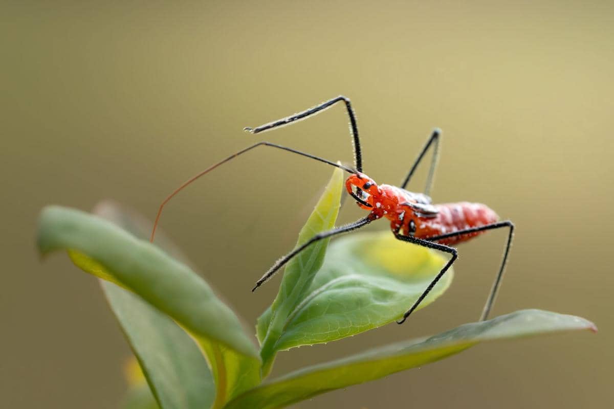 Assassin bug