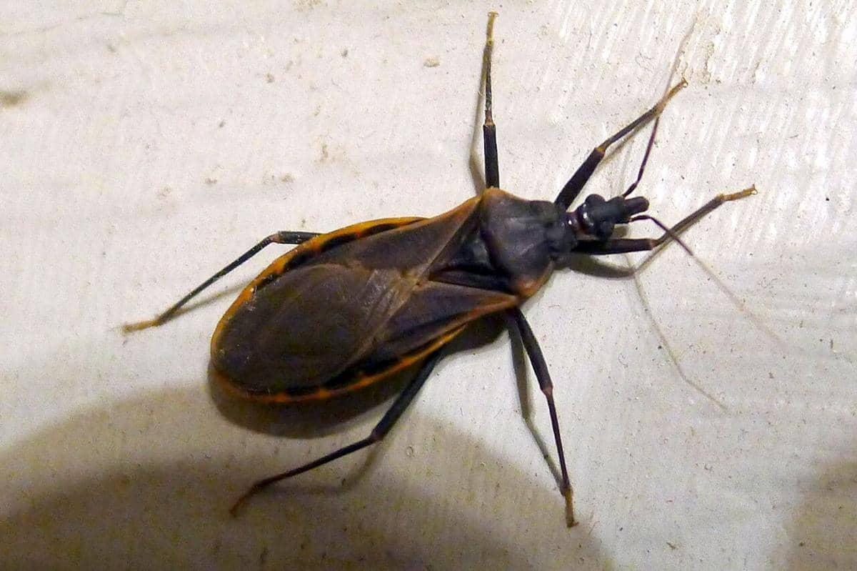 Assassin bug