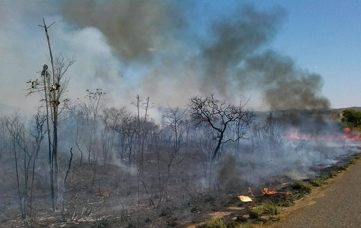 tumbuhan Cerrado beradaptasi untuk bertahan dari kebakaran alami