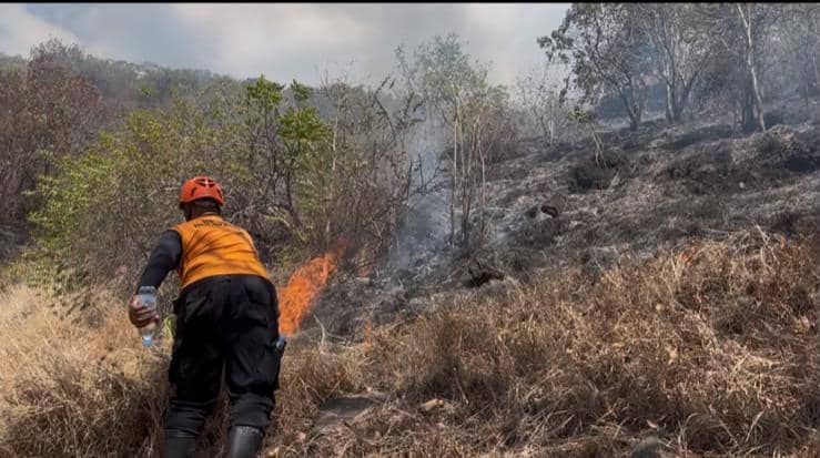 kebakaran hutan.jpg