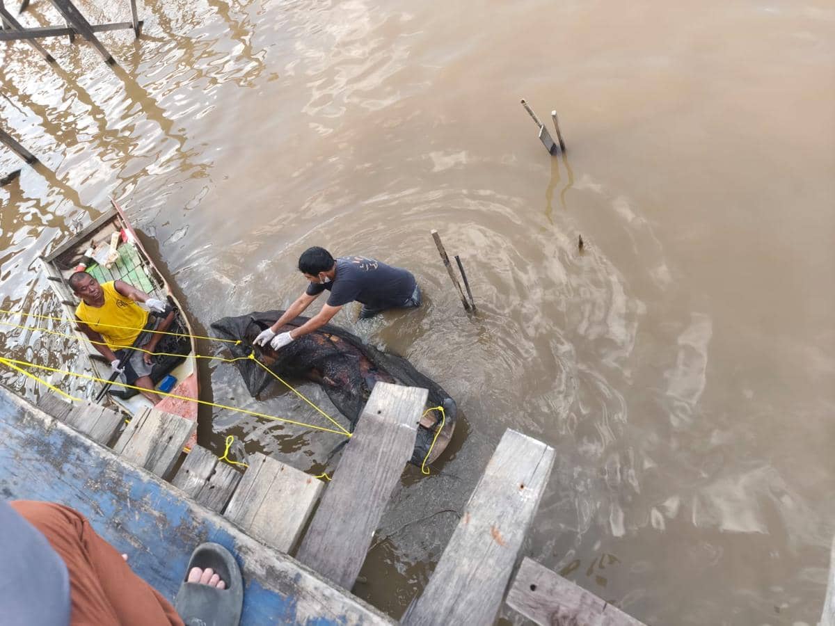 Duyung 8.jpeg