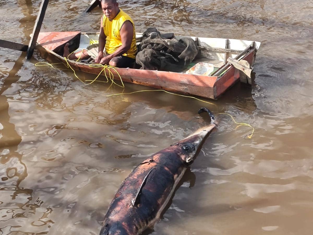 Tragis! Lumba-Lumba yang Tersesat di Sungai Mahakam Ditemukan Mati