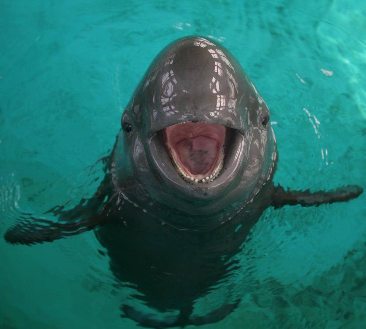 Yangtze finless porpoise merupakan salah satu satwa endemik di Sungai Yangtze