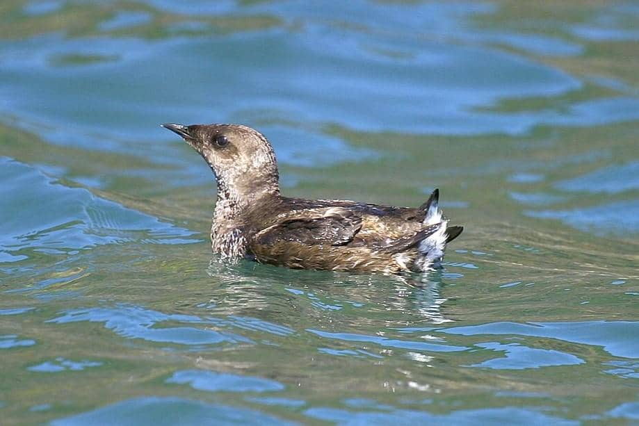 5 Fakta Marbled Murrelet, Spesies Misterius Penghuni Laut dan Hutan