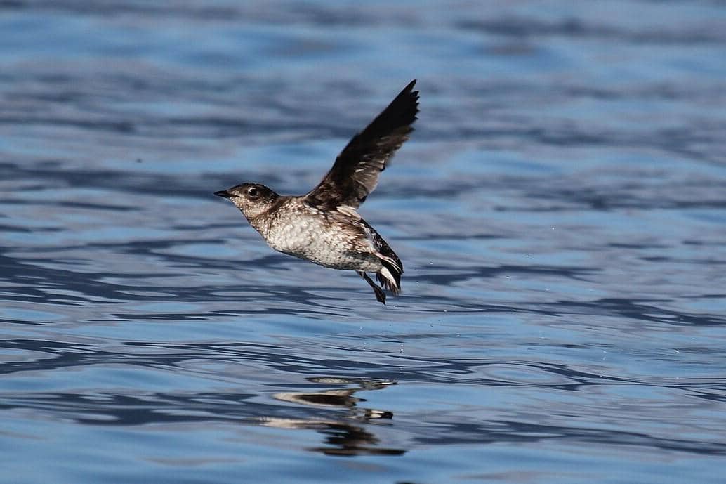Marbled Murrelet