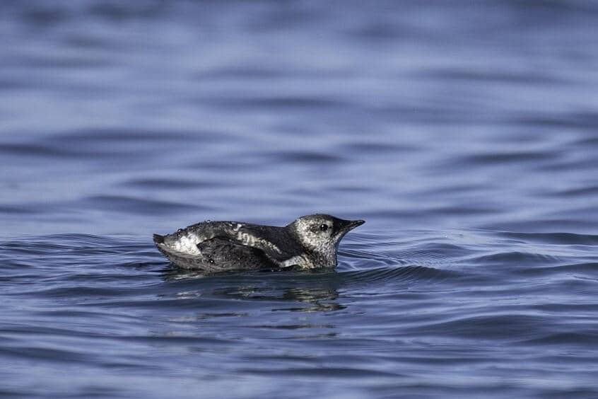 Marbled Murrelet