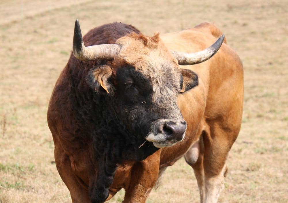 ilustrasi seekor banteng