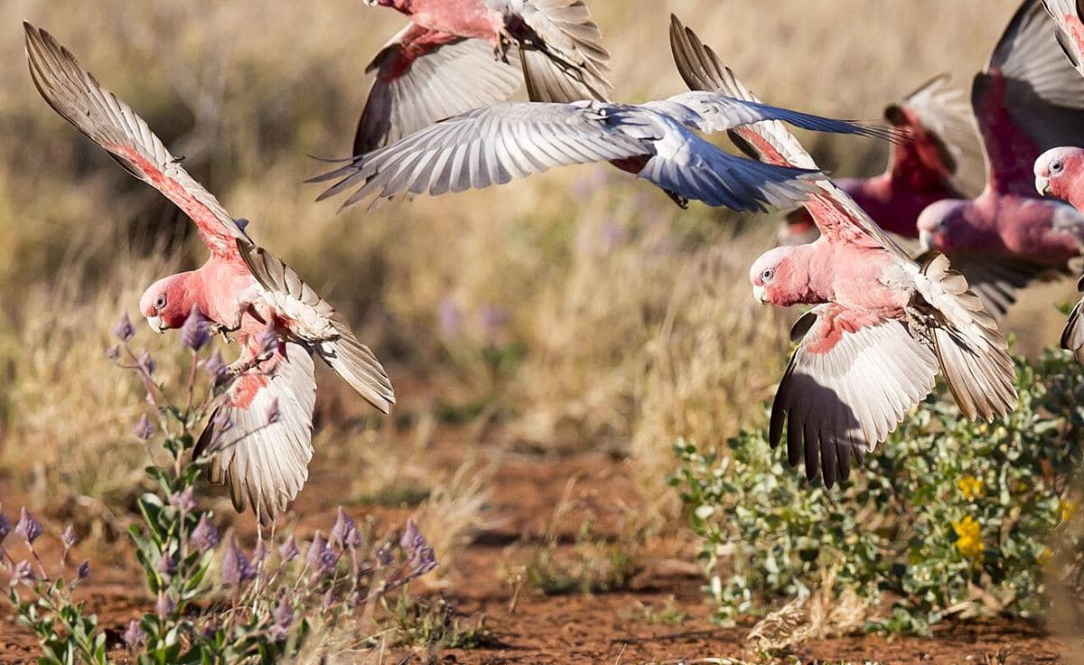 Kawanan kakatua galah terbang di alam liar Australia.