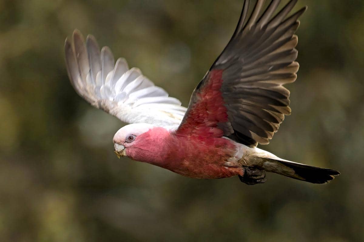 Berevolusi untuk Mengudara, Apakah Burung Menikmati Terbang?