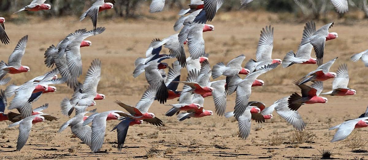 Kawanan kakatua galah terbang di alam liar Australia.