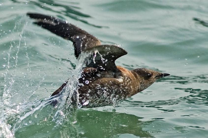 Marbled Murrelet