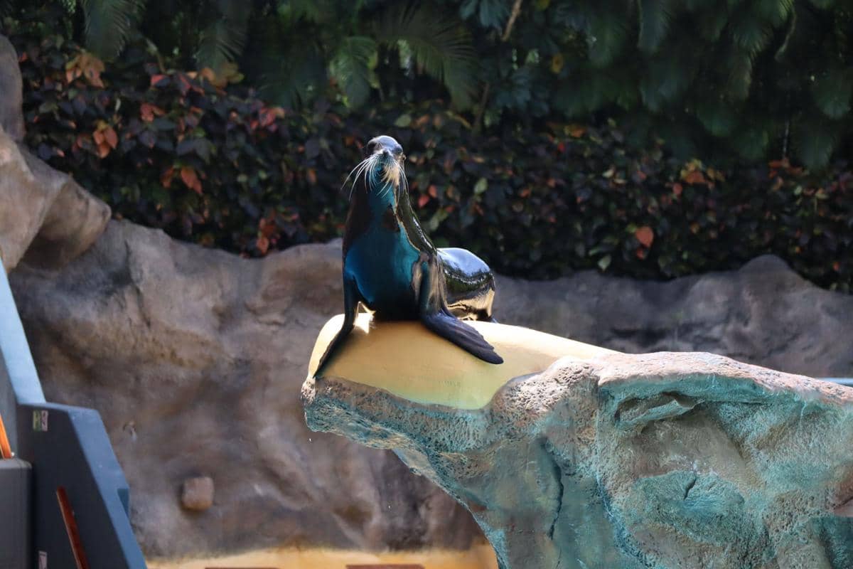 ilustrasi Loro Parque (