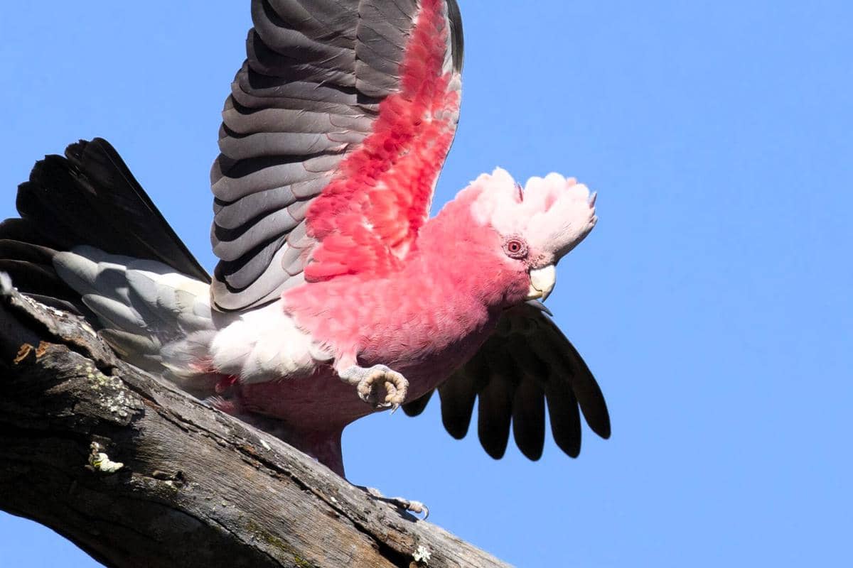 Kakatua galah membentangkan sayap.