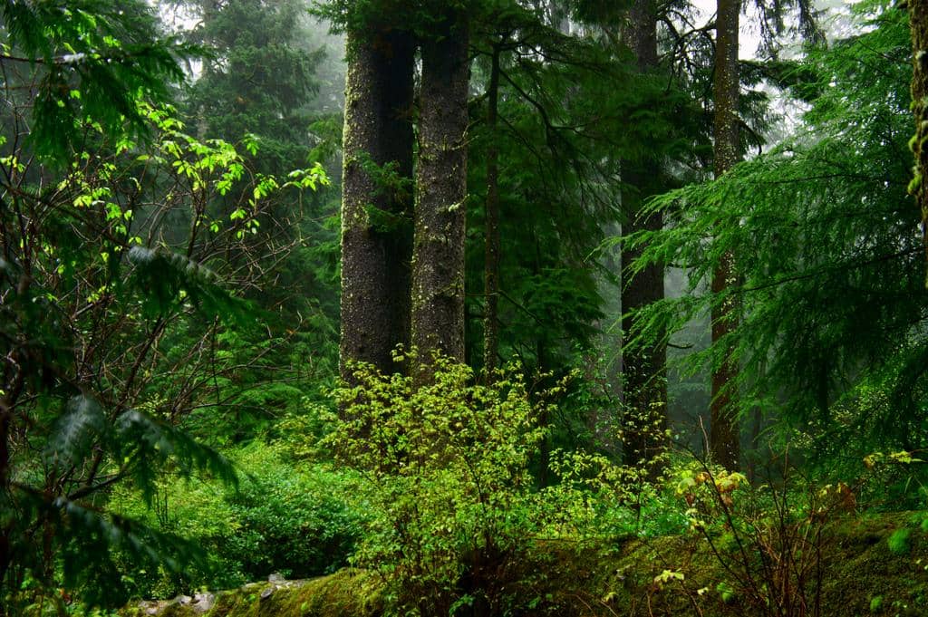 Habitat Marbled Murrelet