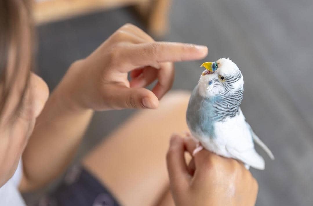 Seekor burung parkit berwarna putih dan biru bertengger di tangan seseorang yang sedang menyentuhnya dengan lembut di bagian kepala.