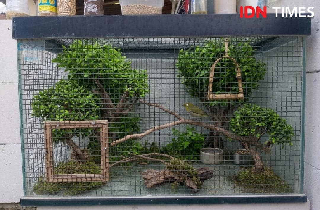 Inovasi Kreatif, Akuarium Bekas Disulap Jadi Aviary Mewah untuk Burung