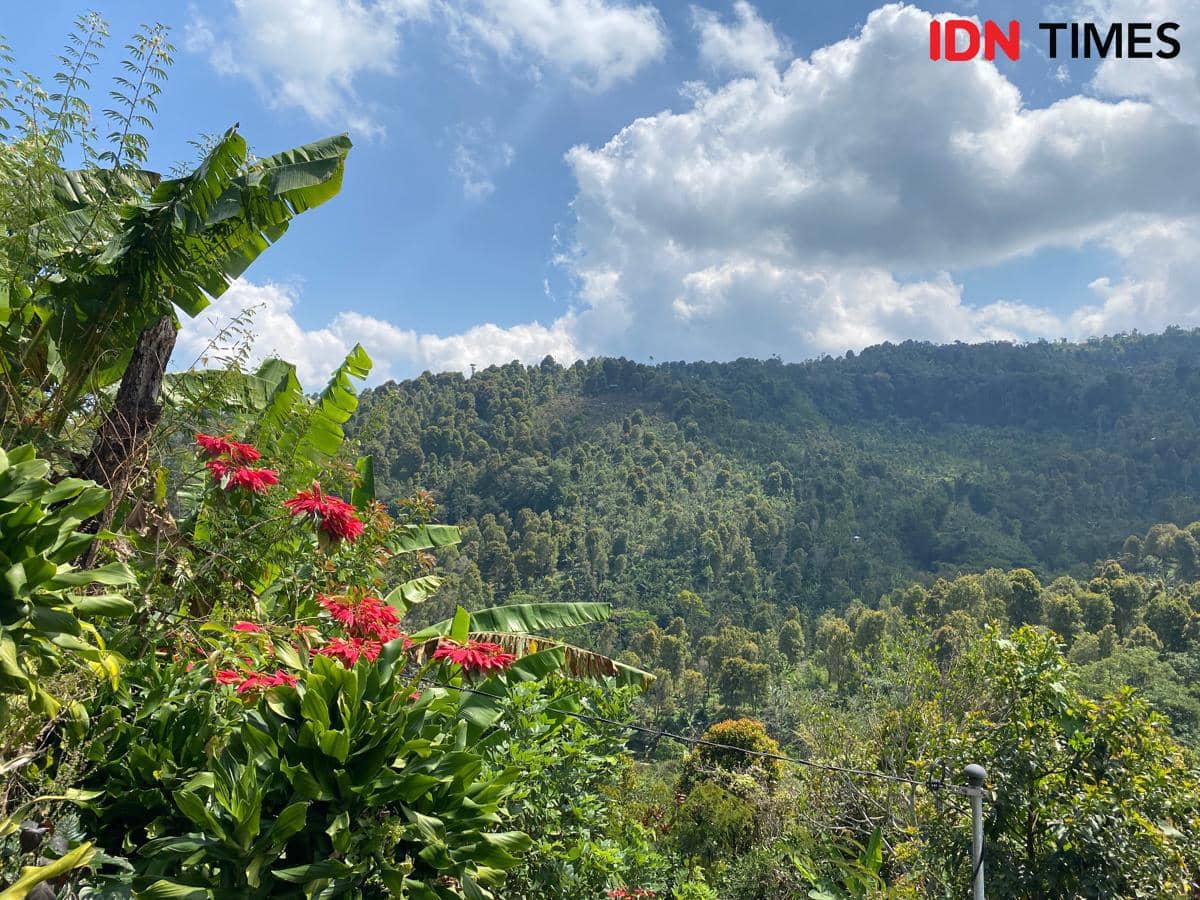 Kebakaran Hutan Pemuteran Padam, BPBD Bali Minta Tetap Waspada