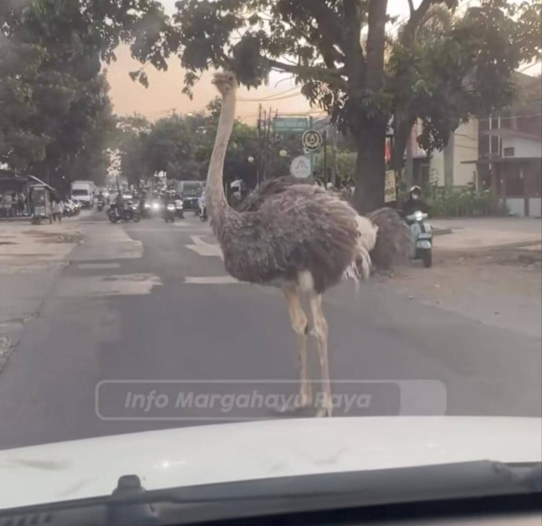 Burung Unta Lepas ke Jalan, BBKSDA Bakal Cari Pemiliknya