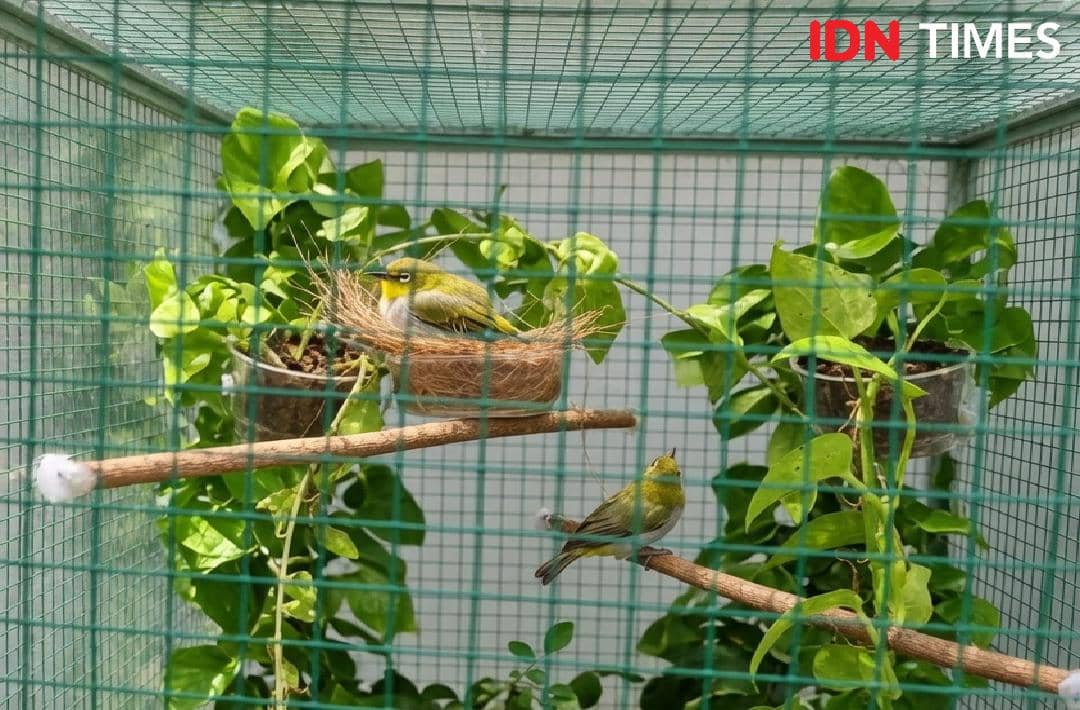 Dua burung pleci berada di dalam kandang kawat hijau dengan tanaman rambat dan sarang dari serat alami di dalamnya.