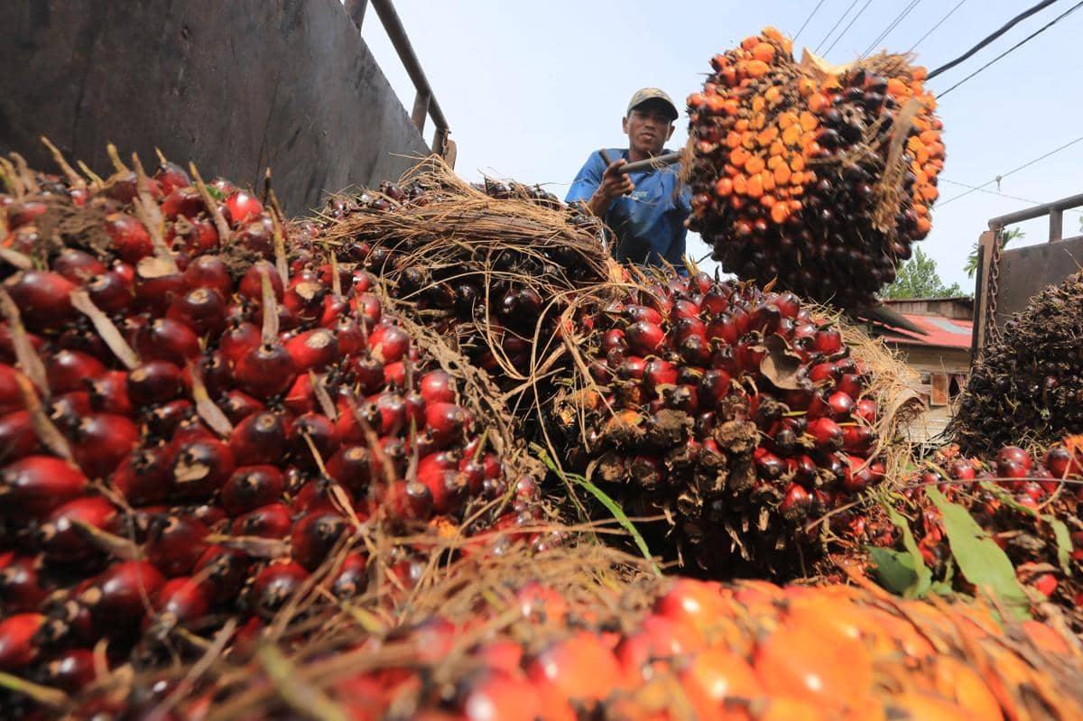antarafoto-pemerintah-aceh-tetapkan-harga-tbs-kelapa-sawit-1784532136.jpg