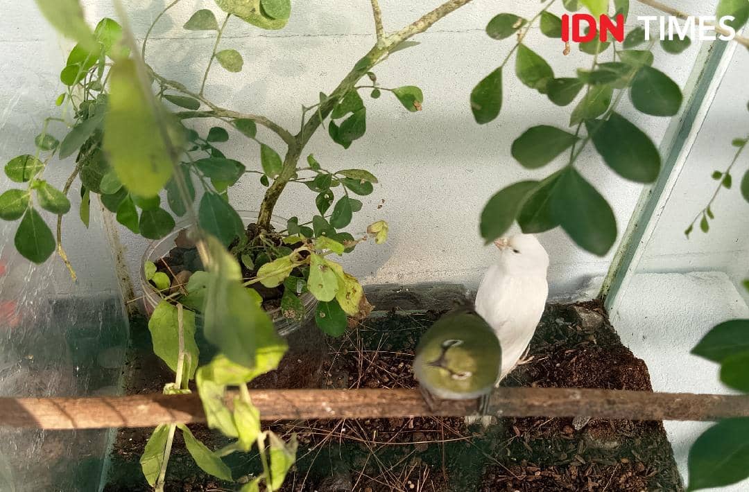 Burung pleci berwarna hijau bertengger di kayu bersama seekor burung kenari putih di antara tanaman dalam kandang kecil.