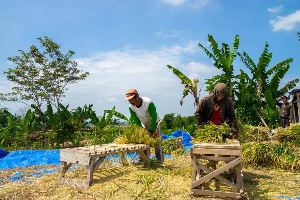 panen padi