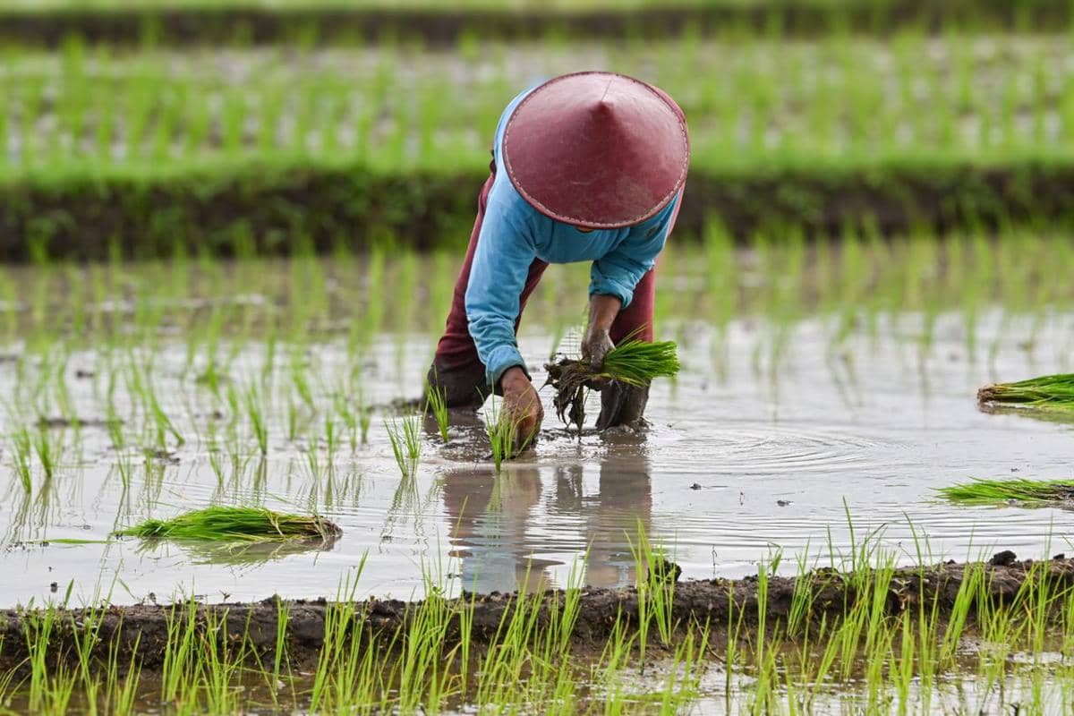 menanam padi di sawah