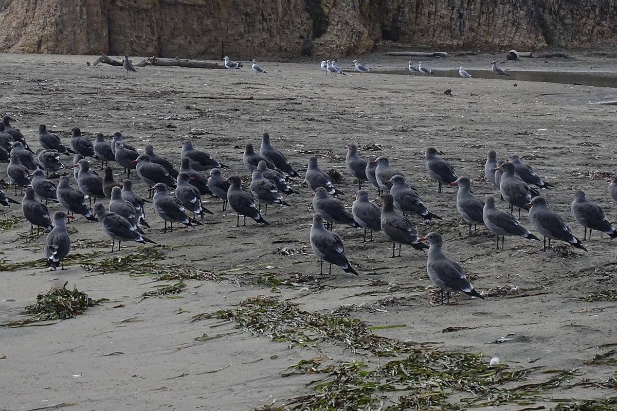 Heermann's Gull