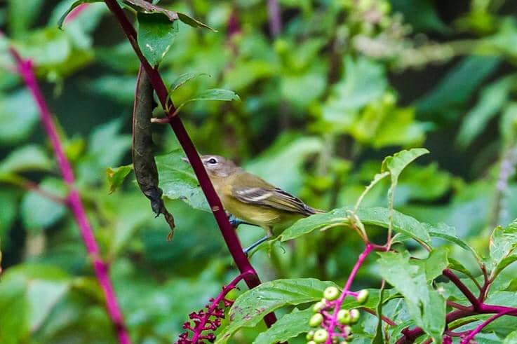 Bell's Vireo