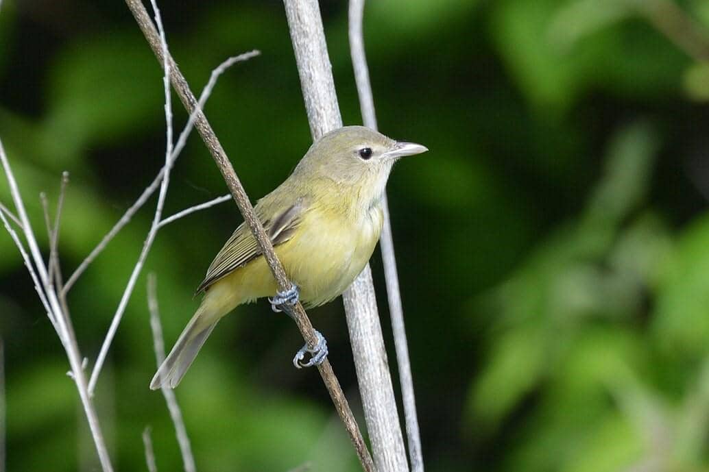 5 Fakta Bells Vireo, Burung Penyanyi Penghuni Semak Belukar