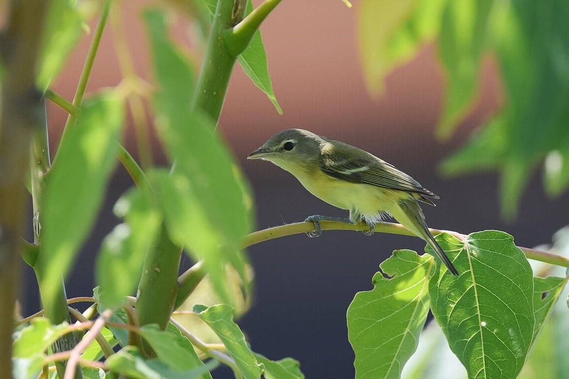 Bell's Vireo