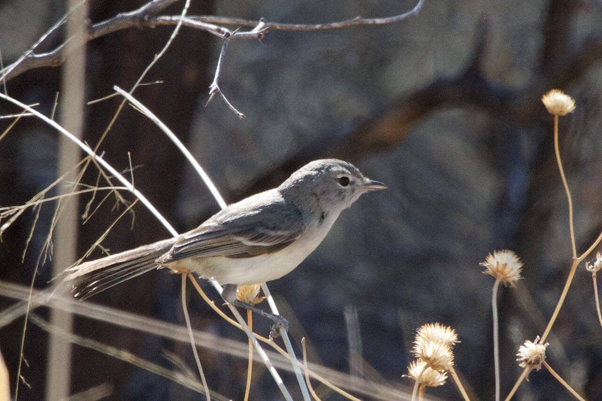 Bell's Vireo