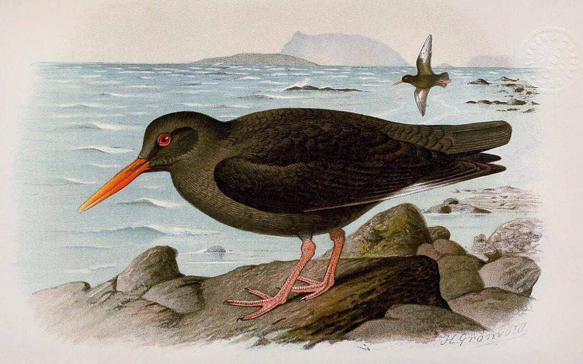 ilustrasi canarian oystercatcher