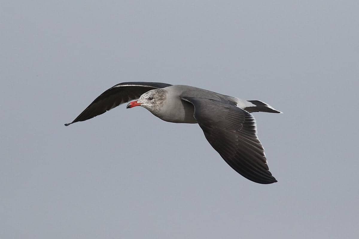 Heermann's Gull