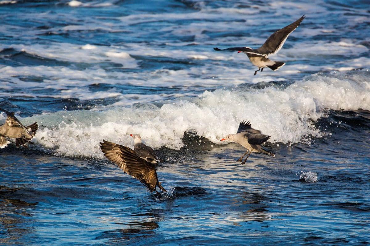 Heermann's Gull