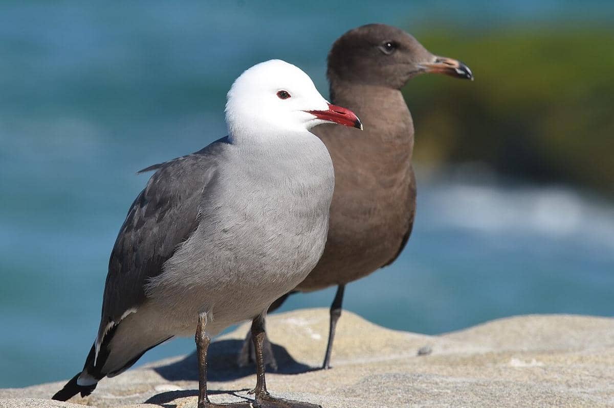 Heermann's Gull