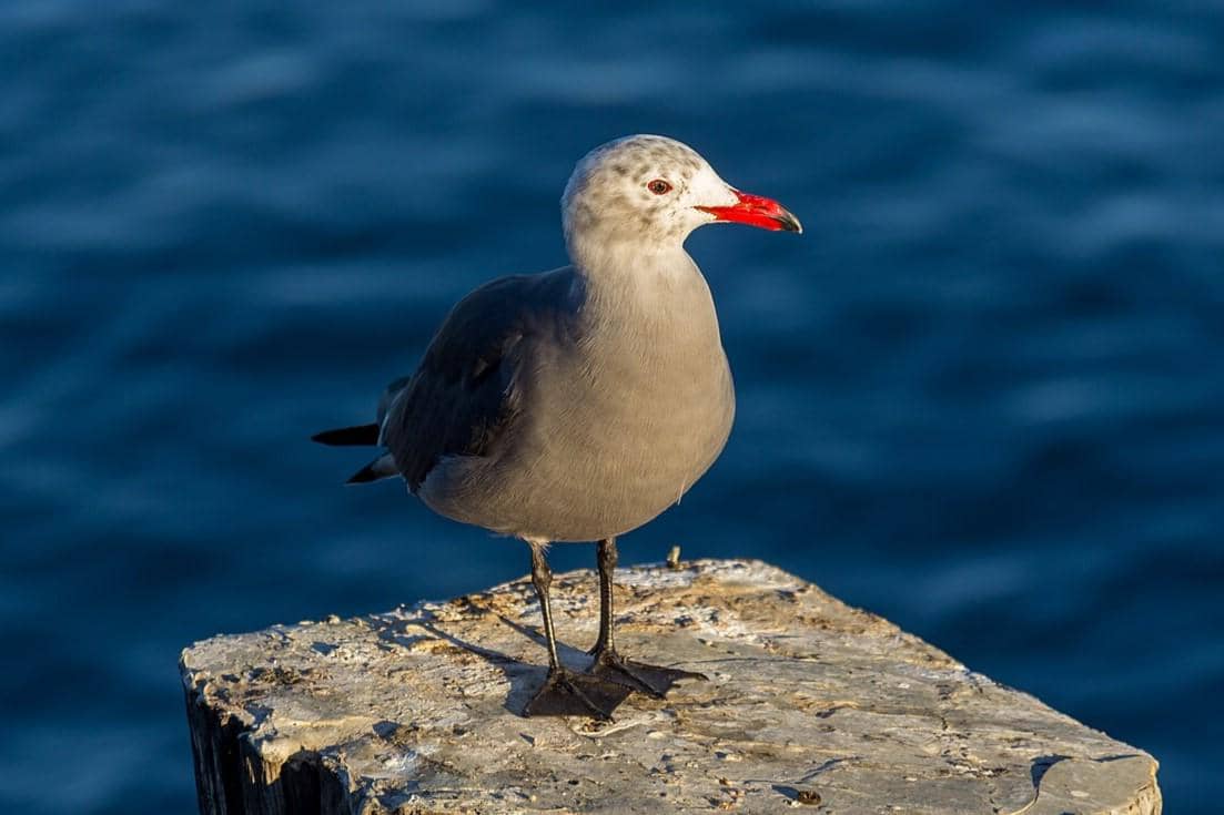Heermann's Gull