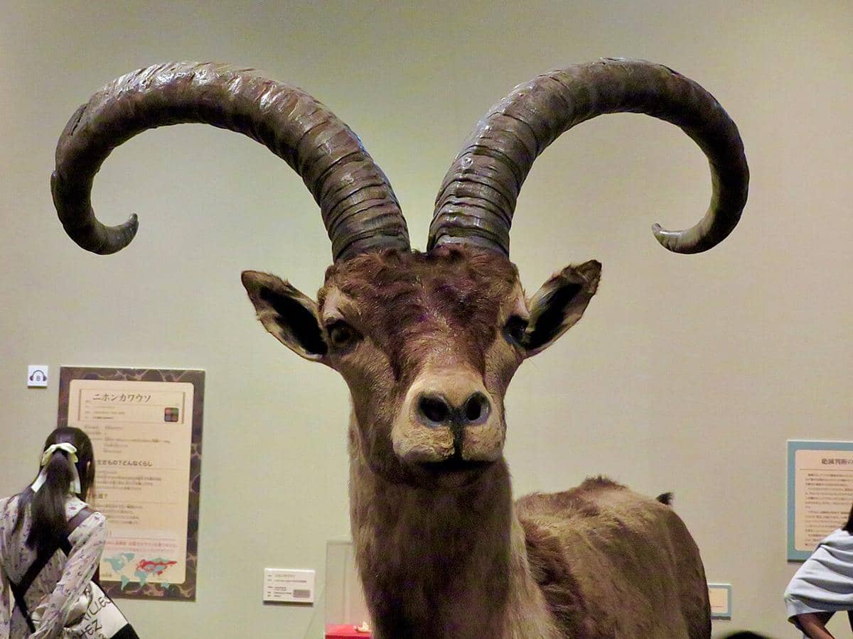 ilustrasi ibex pyrenean