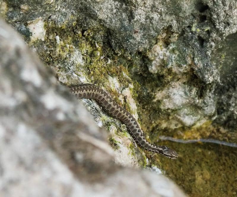 Vipera seoanei