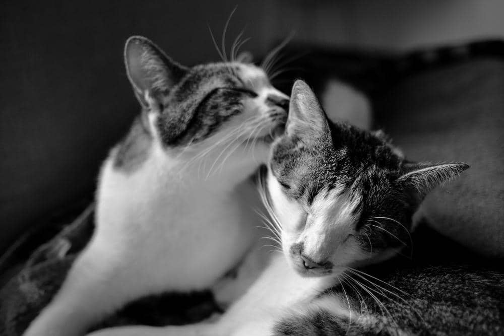 Jangan Salah Paham! Kucing yang Saling Menjilat Belum Tentu Akur
