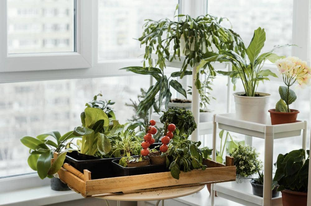5 Tanaman Hortikultura Favorit yang Bikin Kebun Rumahan Makin Hidup