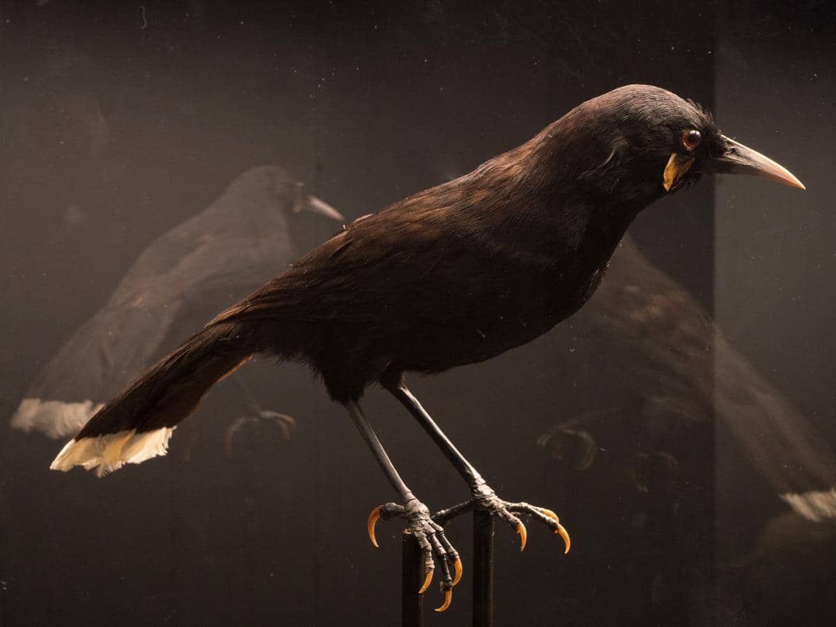 spesimen Huia yang diawetkan di museum