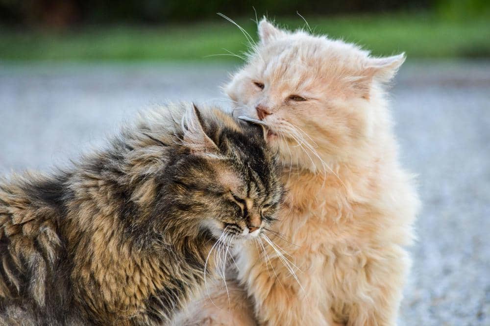 Ilustrasi kucing