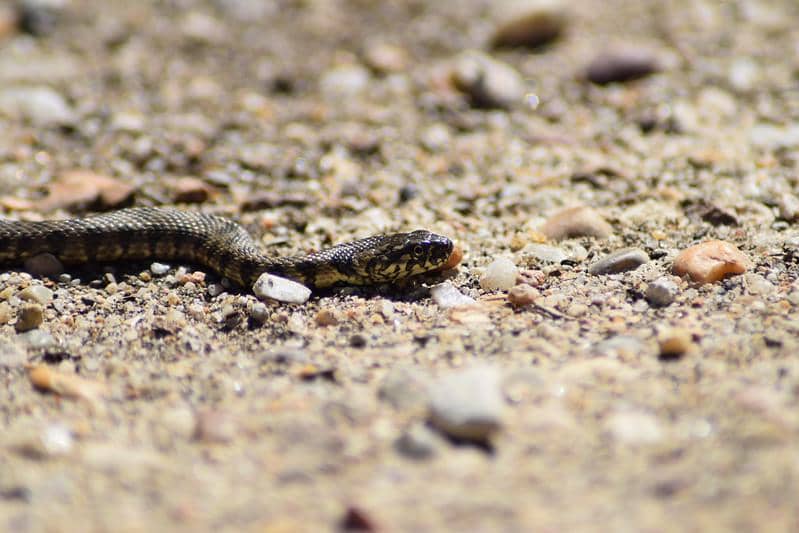 Culebra de Cogulla