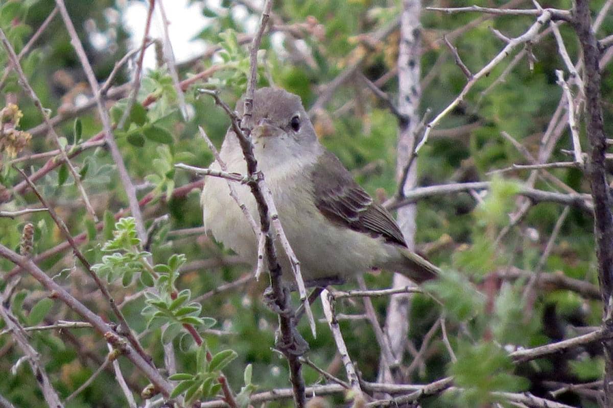 Bell's Vireo