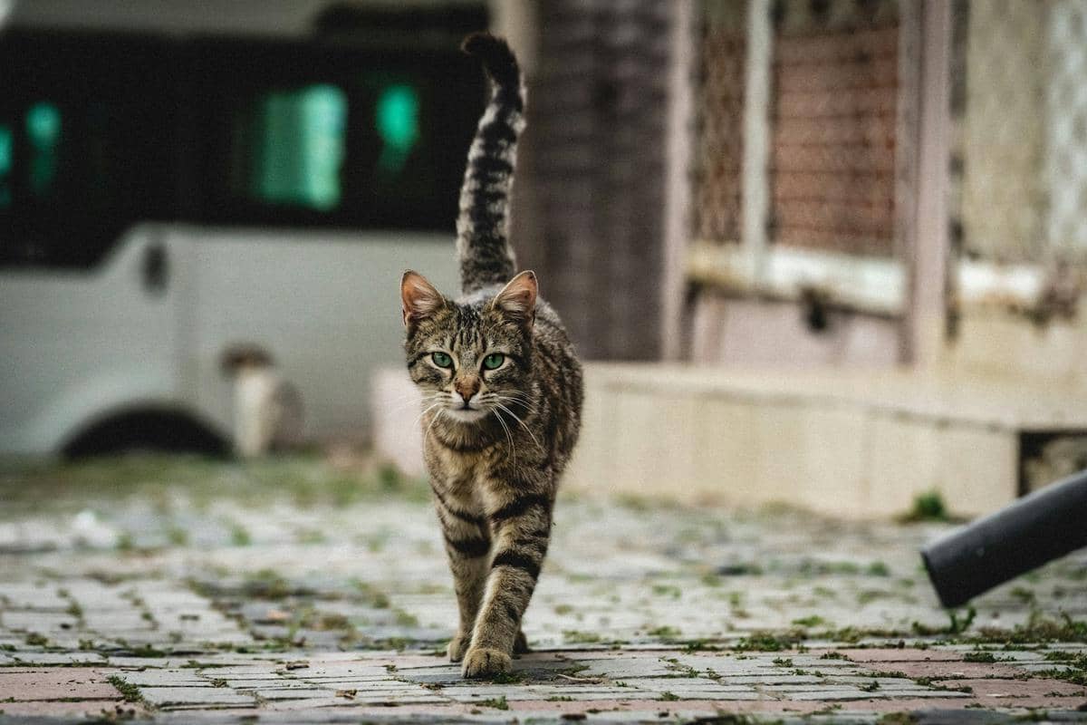 ilustrasi kucing liar (unsplash.com/Gijs Coolen)