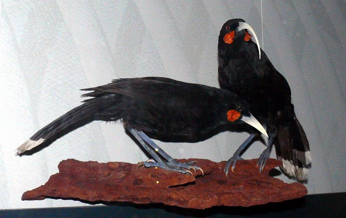 5 Fakta Burung Huia, Spesies Punah Endemik Selandia Baru
